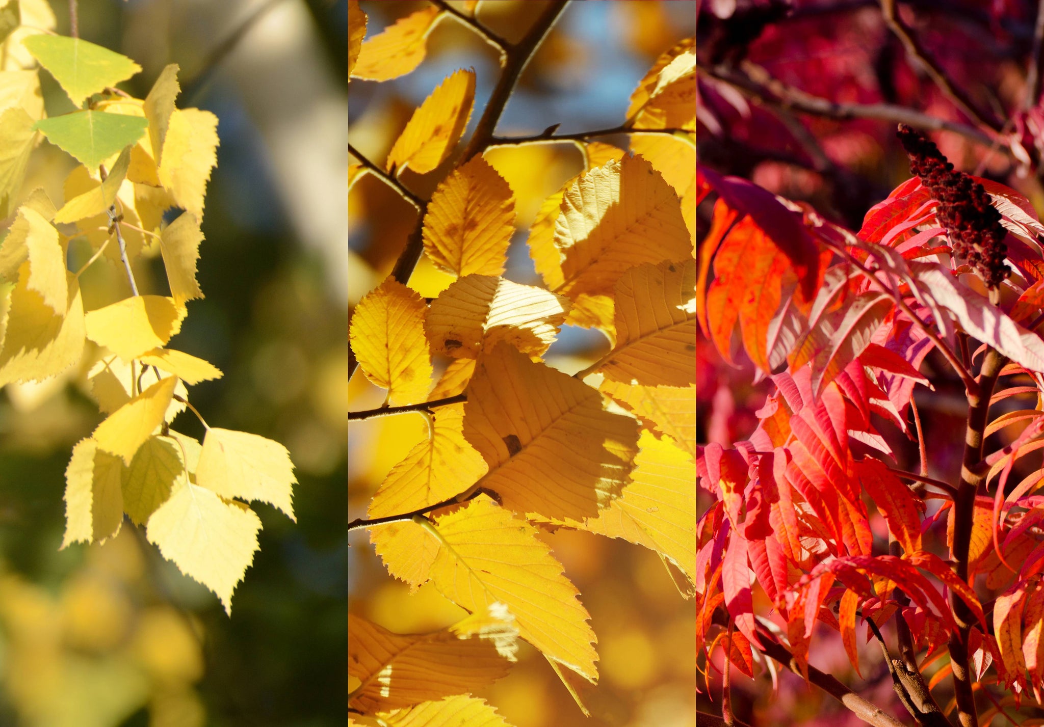 אטופיק דרמטיטיס בעונות מעבר – למה היא מתפרצת דווקא אז ואיך להתמודד